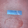 SOLD - Guild D-25 Factory Black 1980
